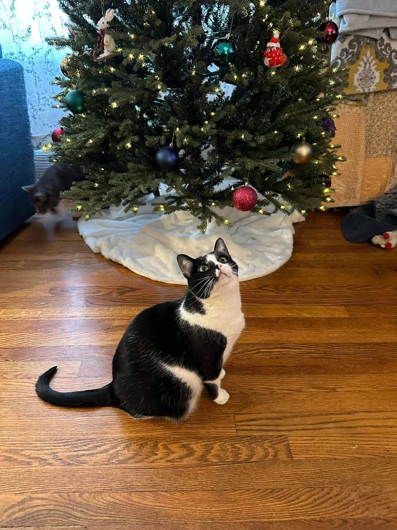 Enlarge Harley Quinn, a Adoptable Domestic Short Hair in Carnegie, PA image 4/6