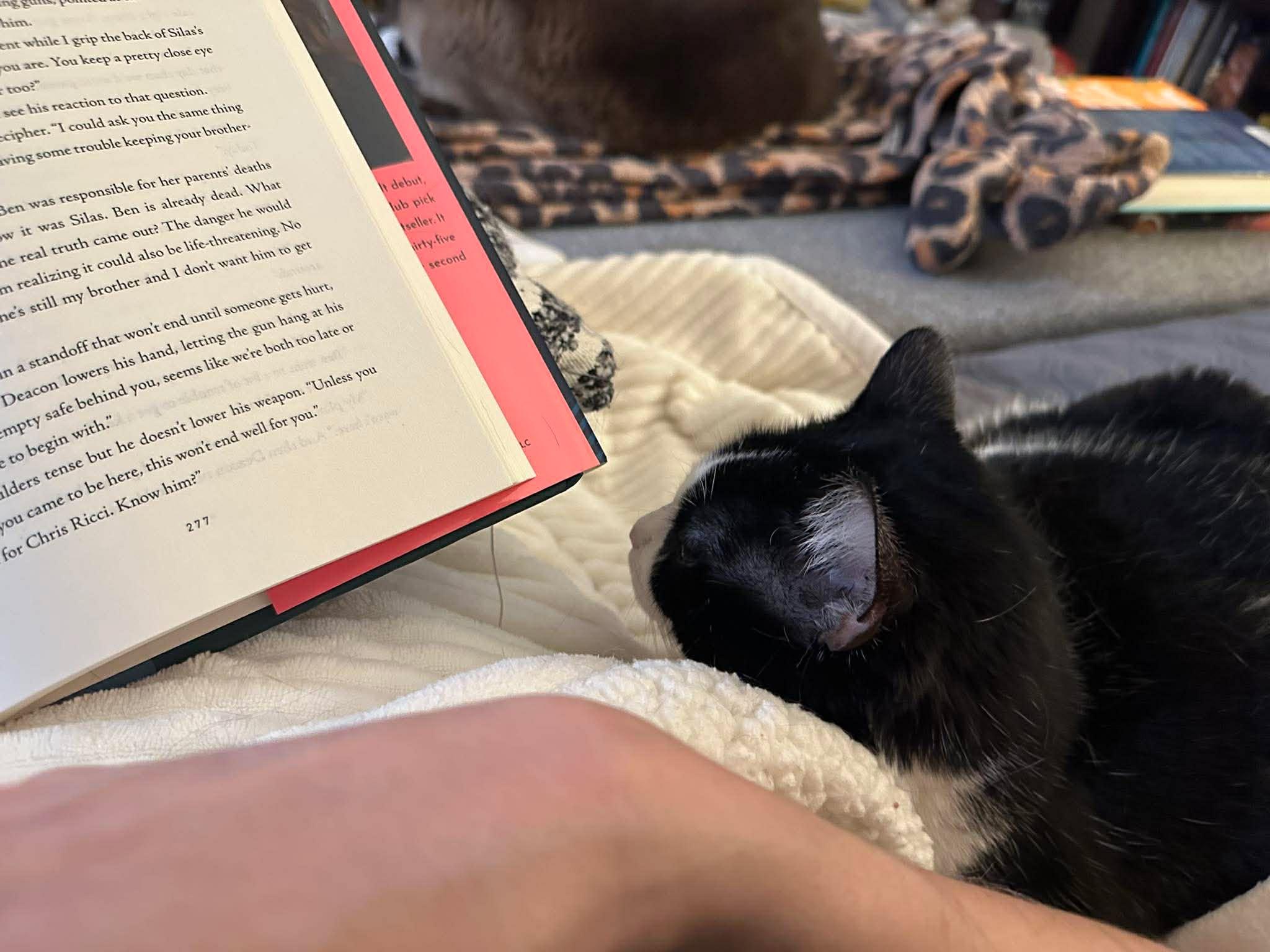 Enlarge Harley Quinn, a Adoptable Domestic Short Hair in Carnegie, PA image 3/5