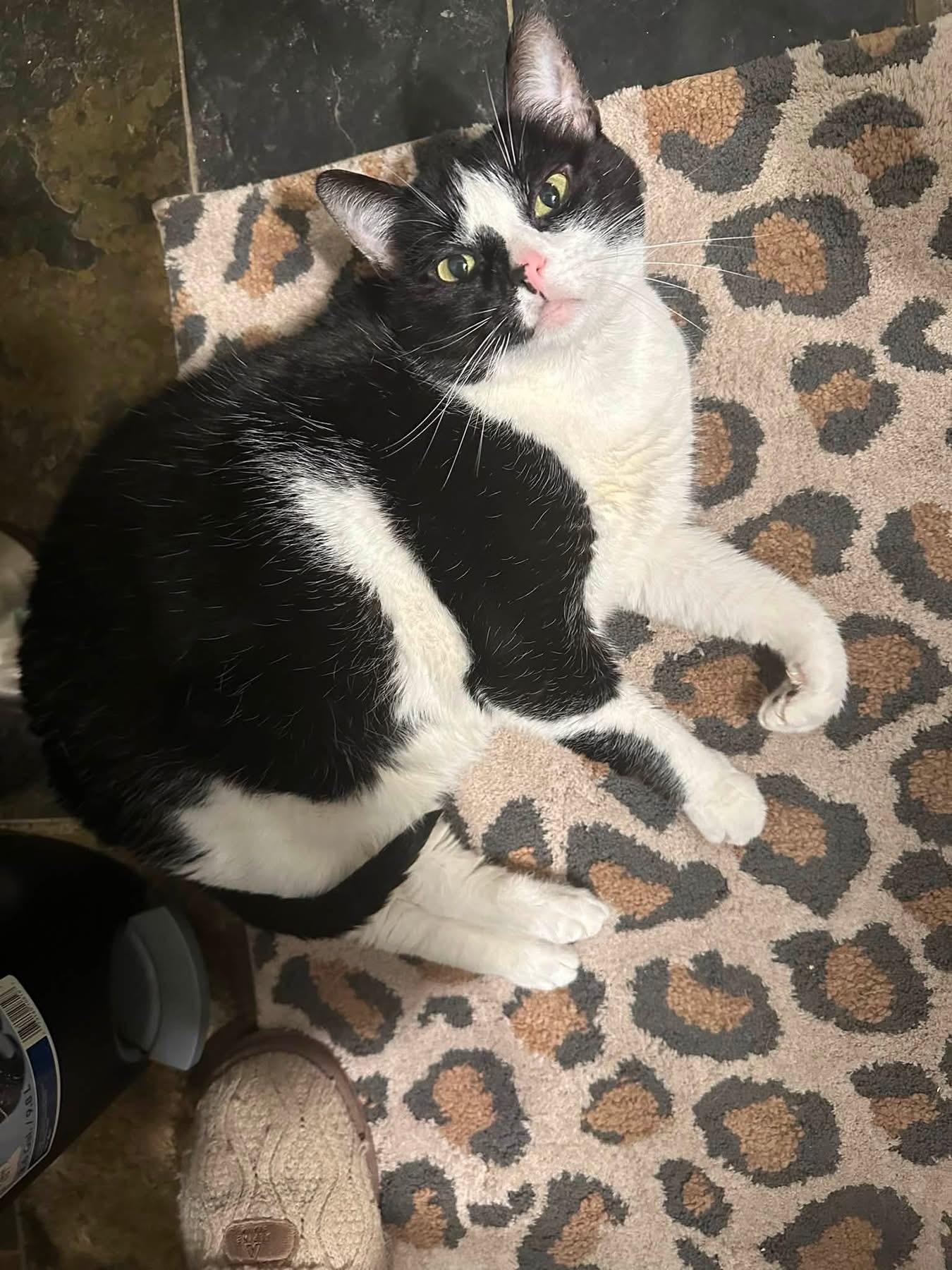 Harley Quinn, Adoptable, Adult Female Domestic Short Hair.
