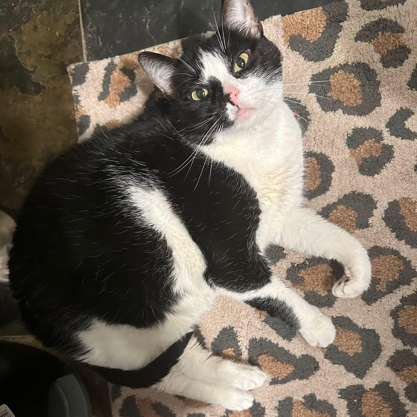 Enlarge Harley Quinn, a Adoptable Domestic Short Hair in Carnegie, PA image 1/6