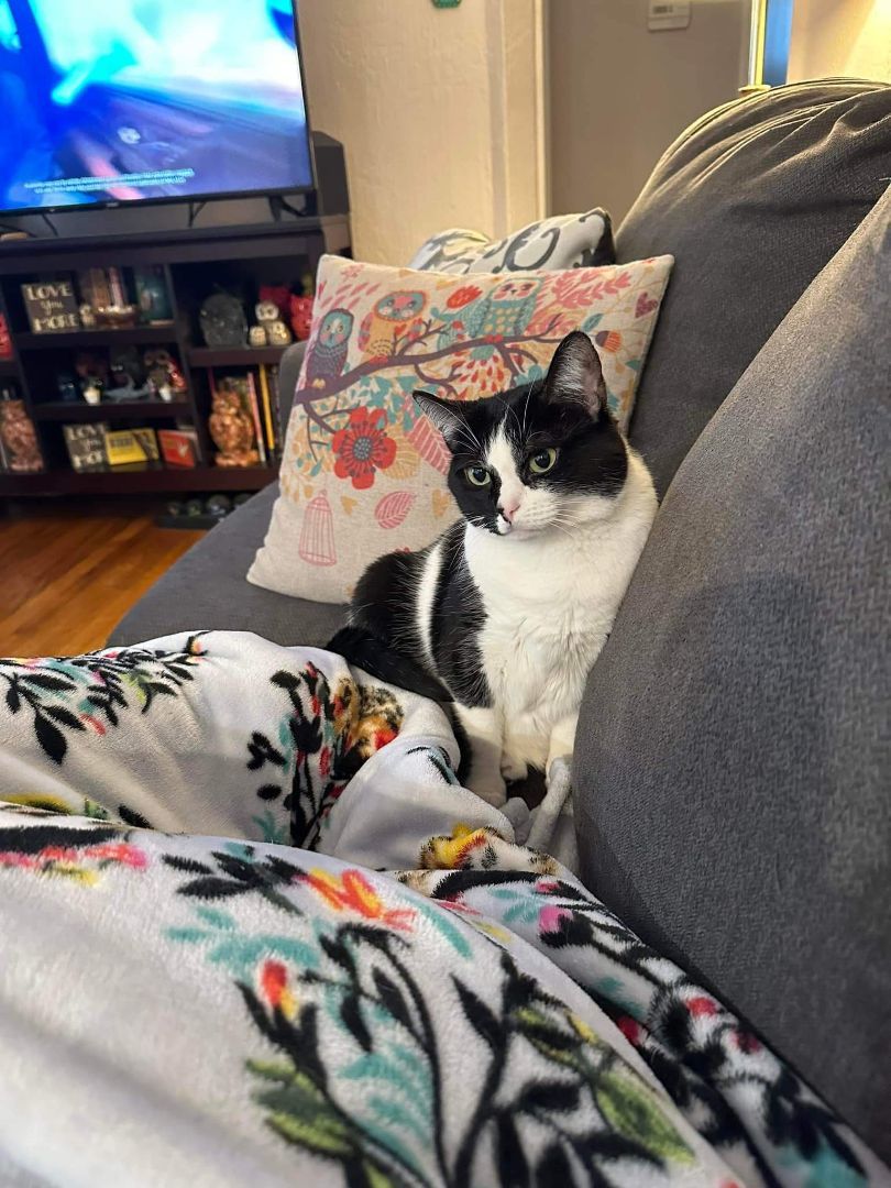 Enlarge Harley Quinn, a Adoptable Domestic Short Hair in Carnegie, PA image 5/6