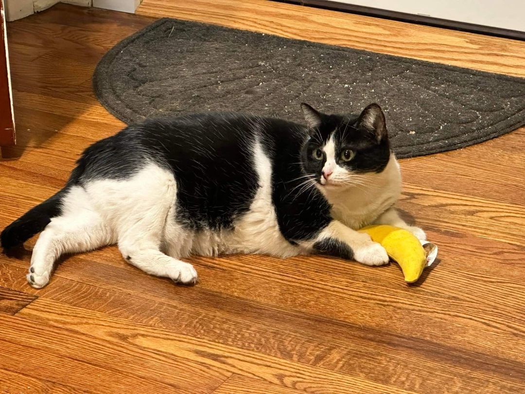 Enlarge Harley Quinn, a Adoptable Domestic Short Hair in Carnegie, PA image 6/6