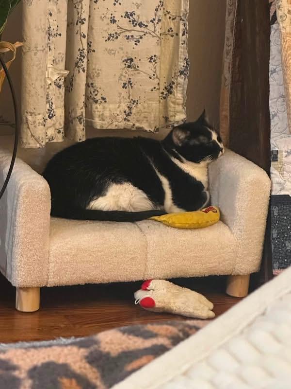 Harley Quinn, a Adoptable Domestic Short Hair in Carnegie, PA image 5/6