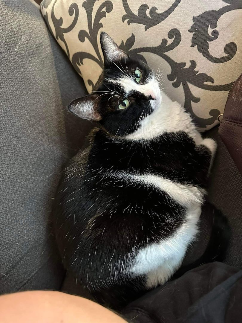 Enlarge Harley Quinn, a Adoptable Domestic Short Hair in Carnegie, PA image 1/6