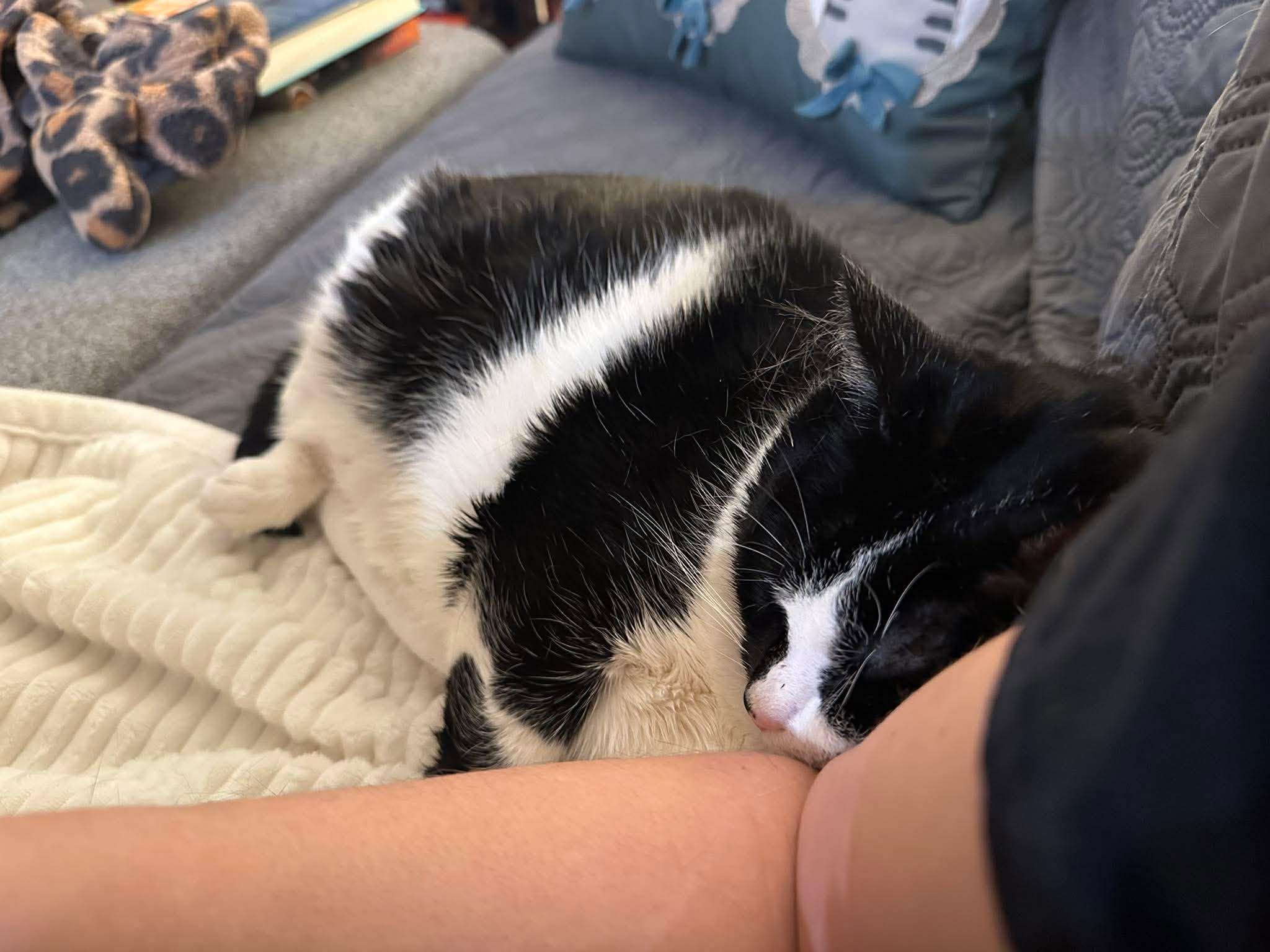 Enlarge Harley Quinn, a Adoptable Domestic Short Hair in Carnegie, PA image 2/5