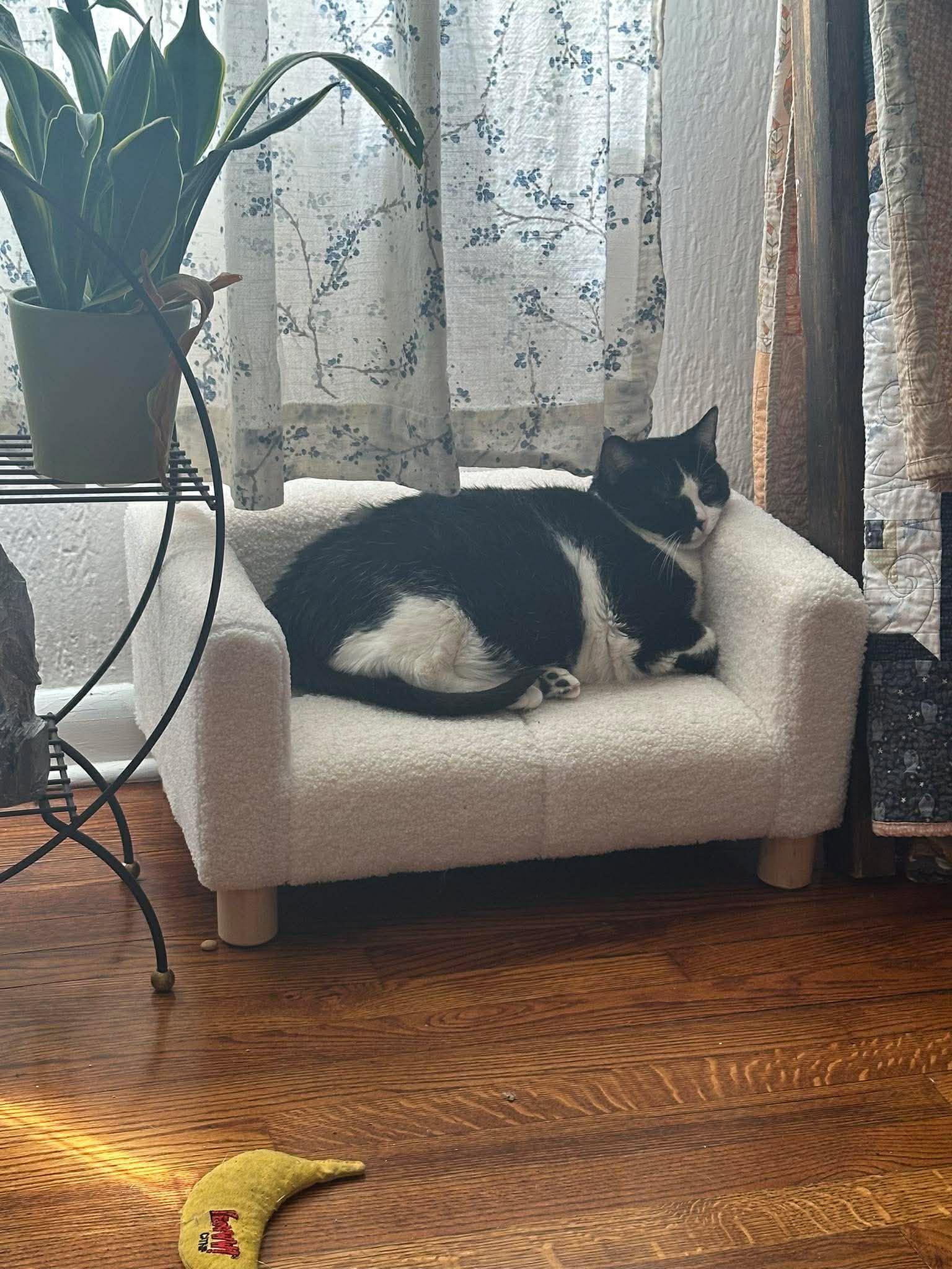 Enlarge Harley Quinn, a Adoptable Domestic Short Hair in Carnegie, PA image 5/5