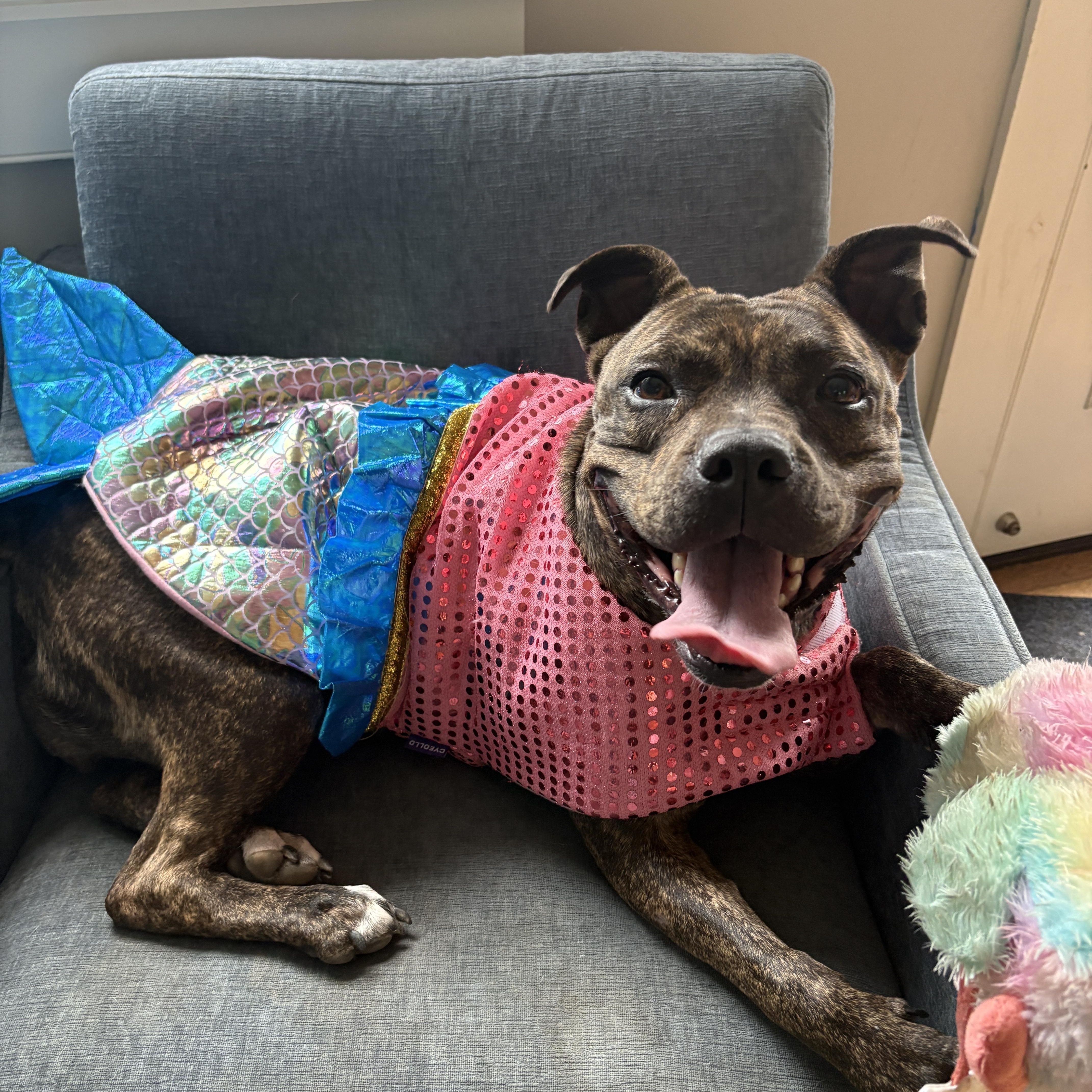 Enlarge Rebel, a Adoptable mixed breed in New Boston, NH image 3/6