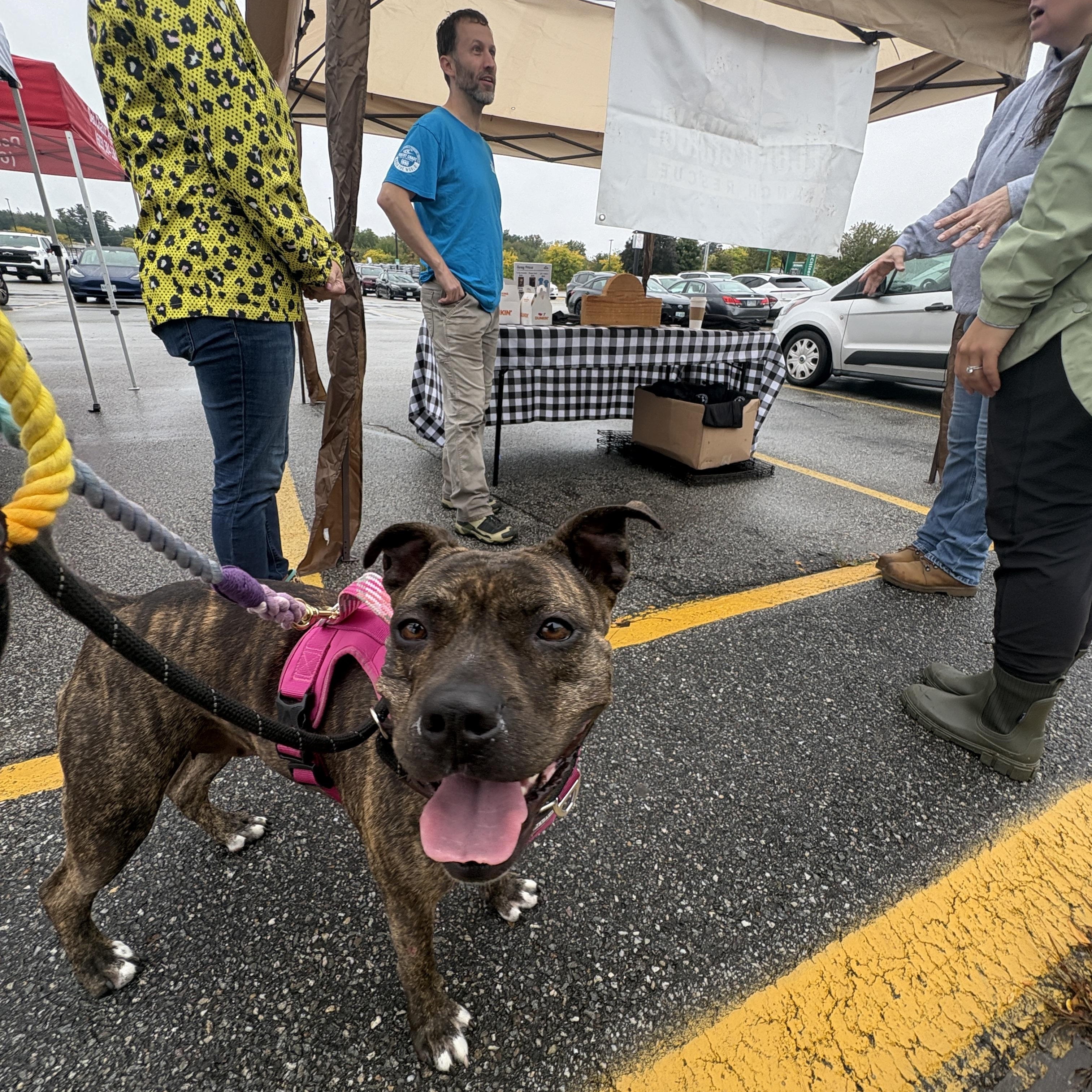 Enlarge Rebel, a Adoptable mixed breed in New Boston, NH image 2/6