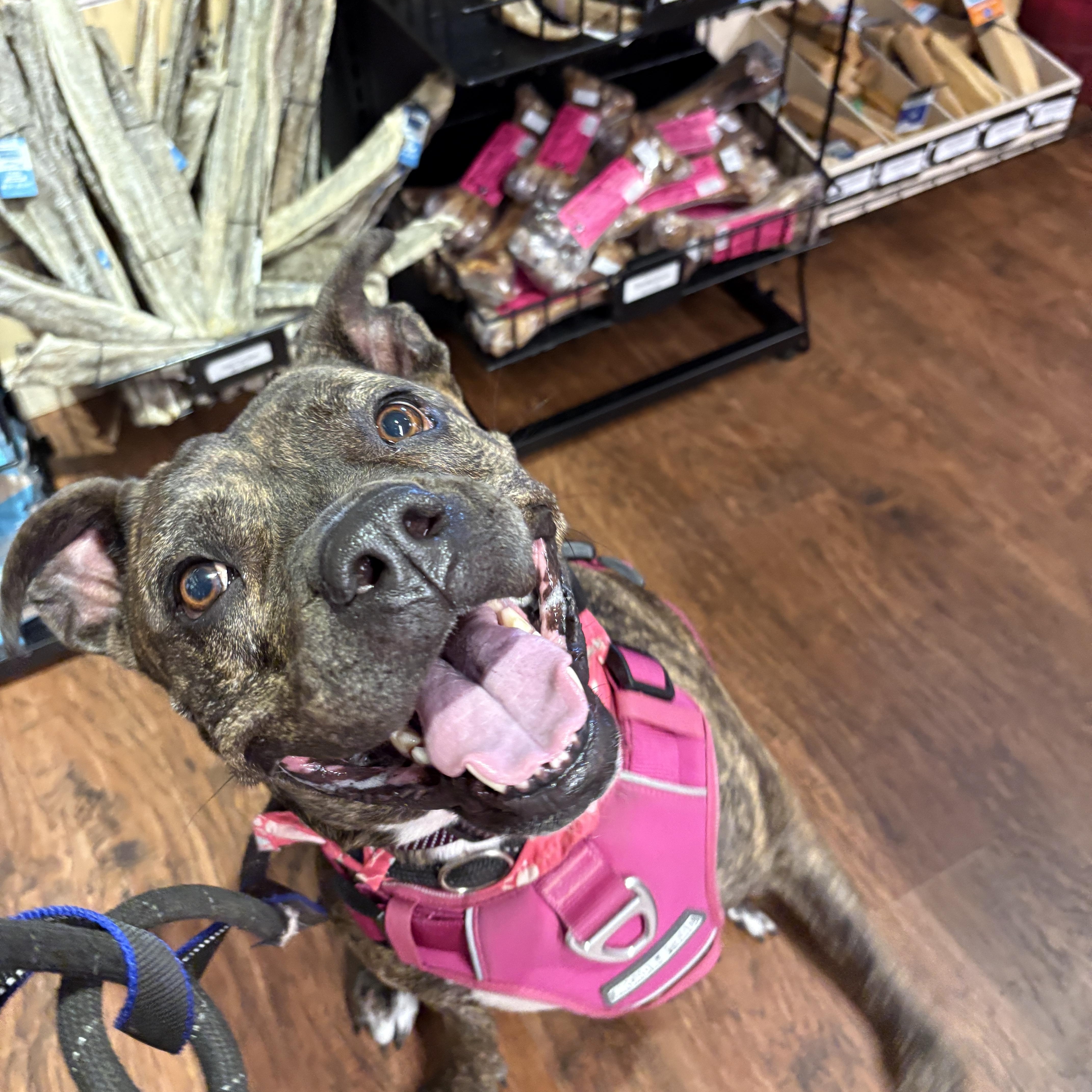 Enlarge Rebel, a Adoptable mixed breed in New Boston, NH image 5/6