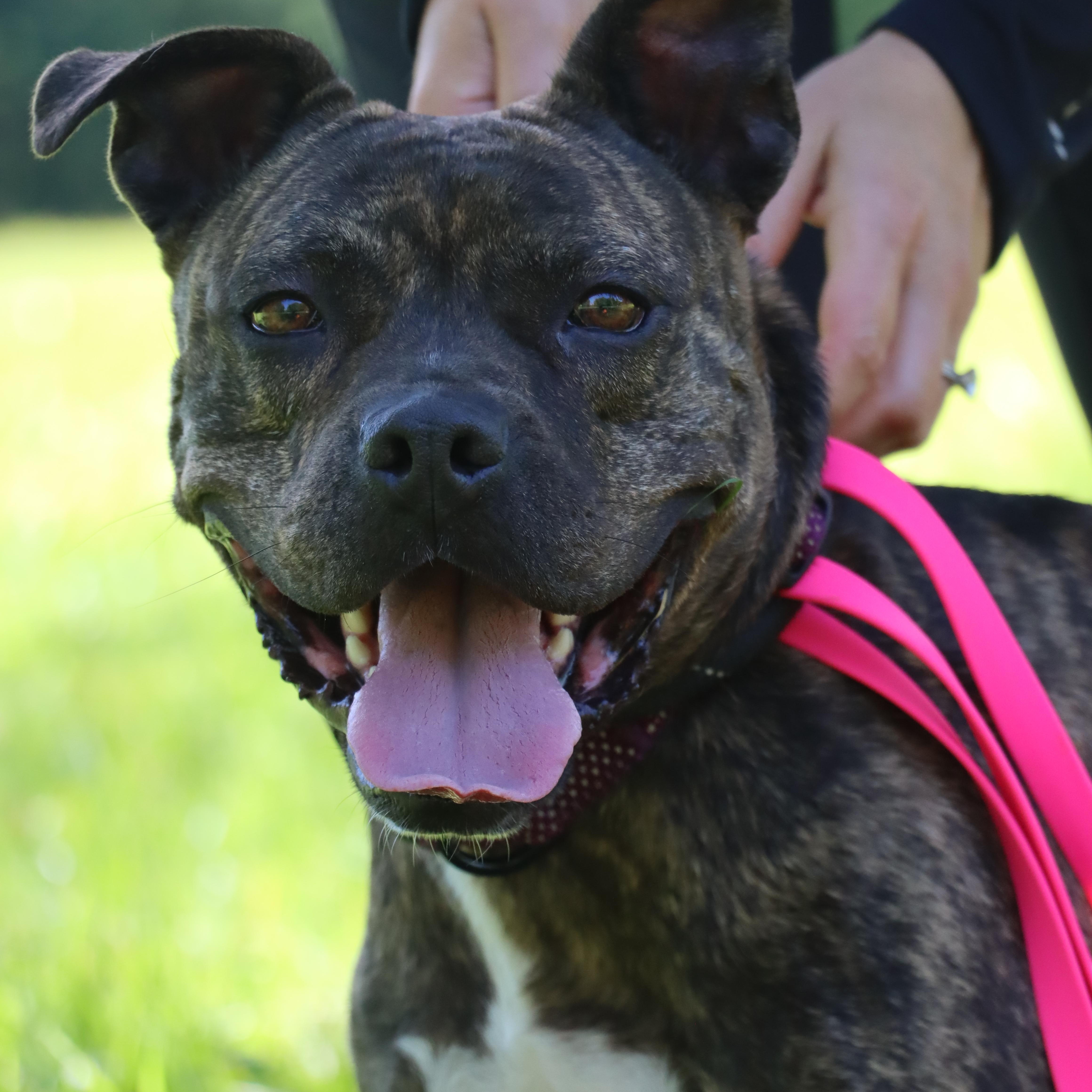 Enlarge Rebel, a Adoptable mixed breed in New Boston, NH image 1/6