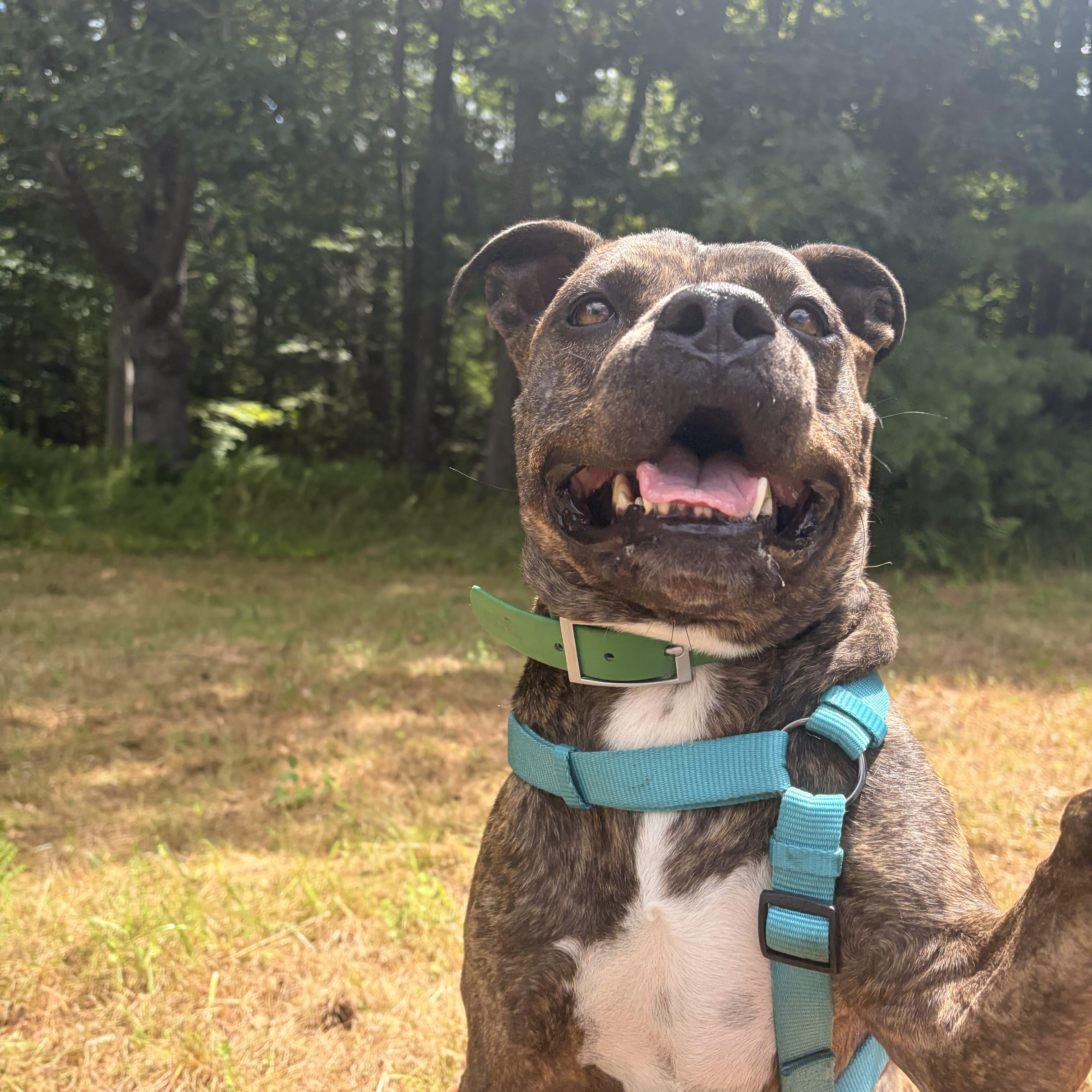 Enlarge Rebel, a Adoptable mixed breed in New Boston, NH image 6/6