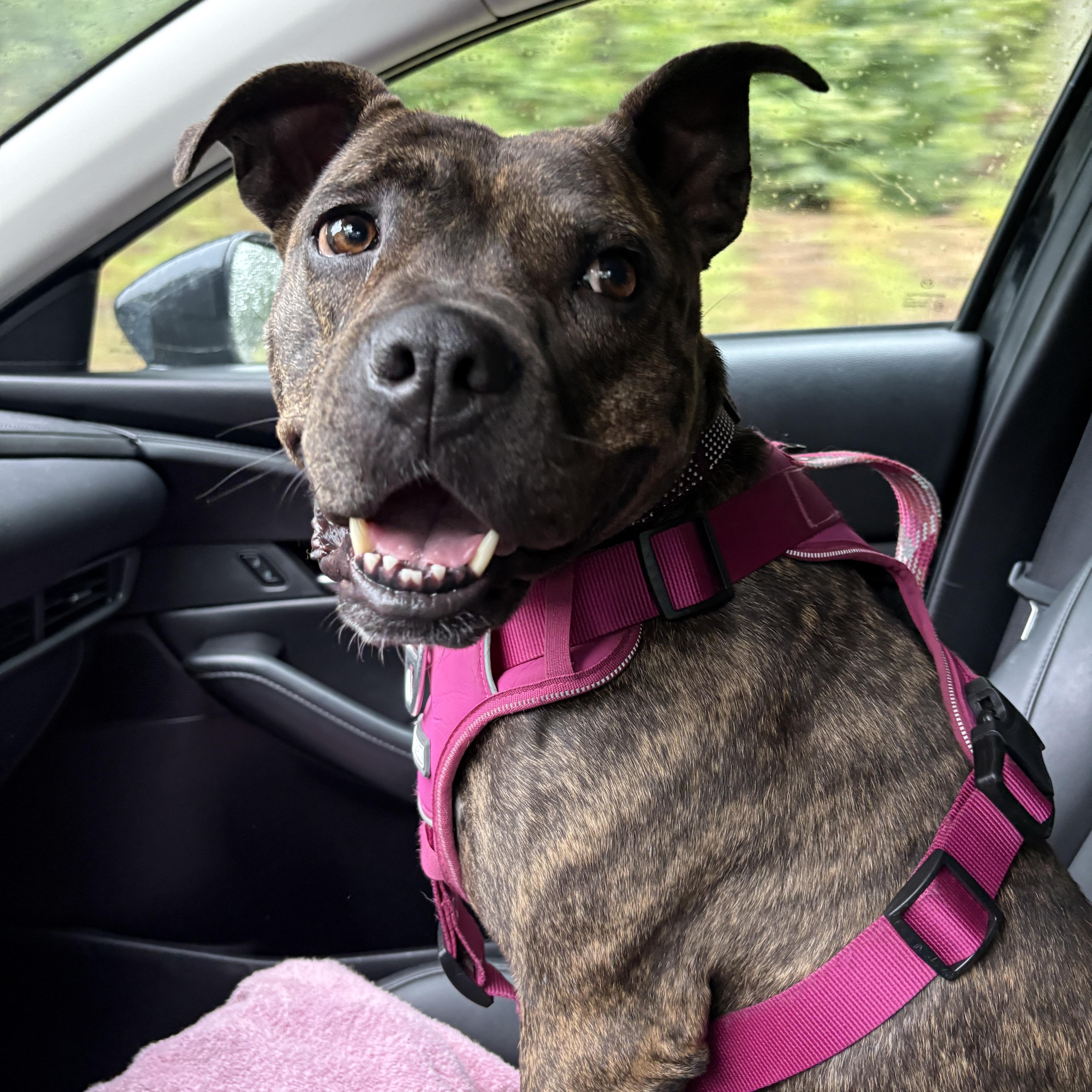 Enlarge Rebel, a Adoptable mixed breed in New Boston, NH image 4/6