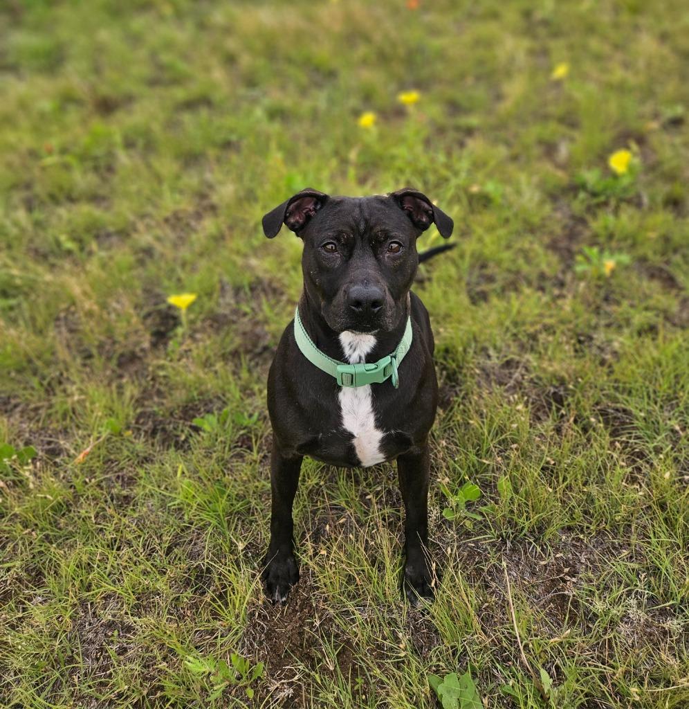 Jeri, Adoptable, Adult Female Pit Bull Terrier.