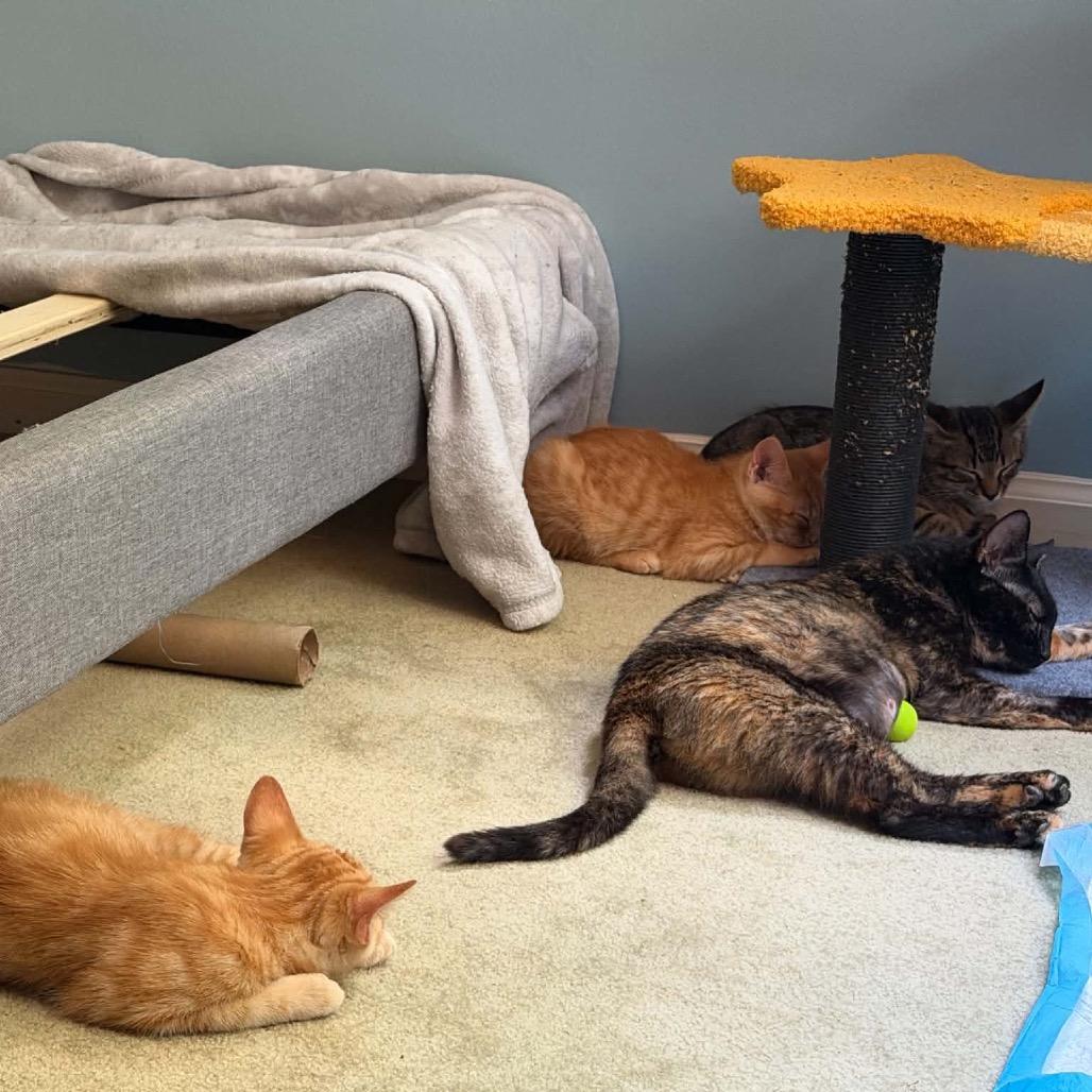 Enlarge Queenie, a Adoptable Domestic Short Hair in Brevard, NC image 2/3