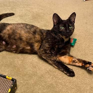 Enlarge Queenie, a Adoptable Domestic Short Hair in Brevard, NC image 3/3