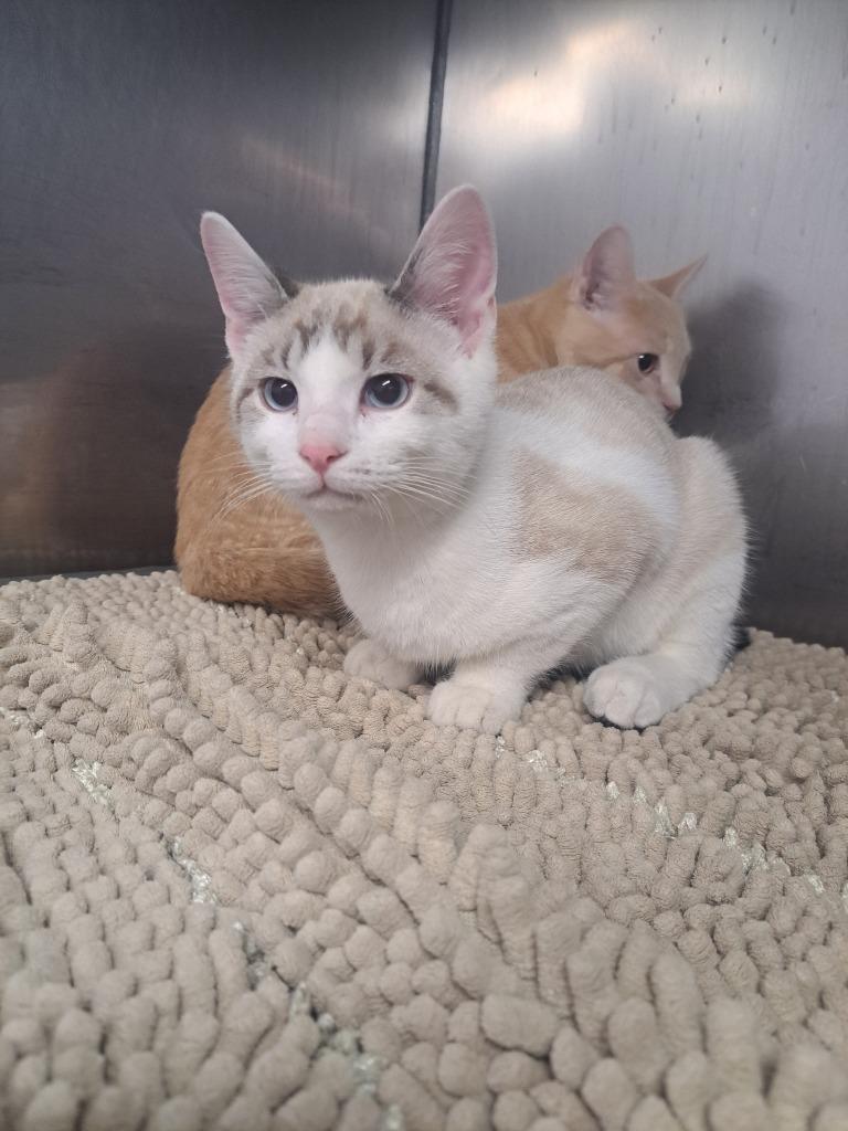 Casper, Adoptable, Young Male Domestic Short Hair.