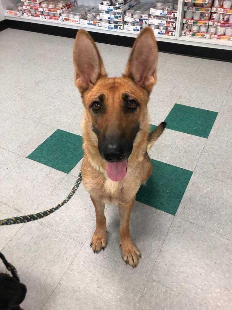 Harley, Adoptable, Adult Female German Shepherd Dog.