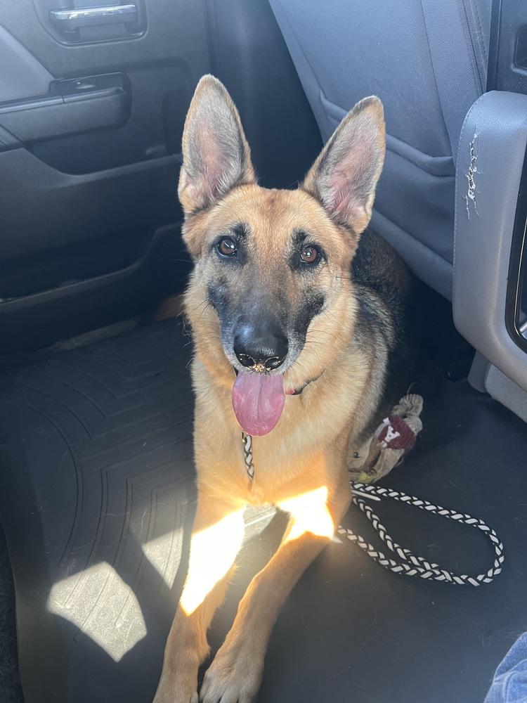 Enlarge Harley, a Adoptable German Shepherd Dog in Houston, TX image 2/6