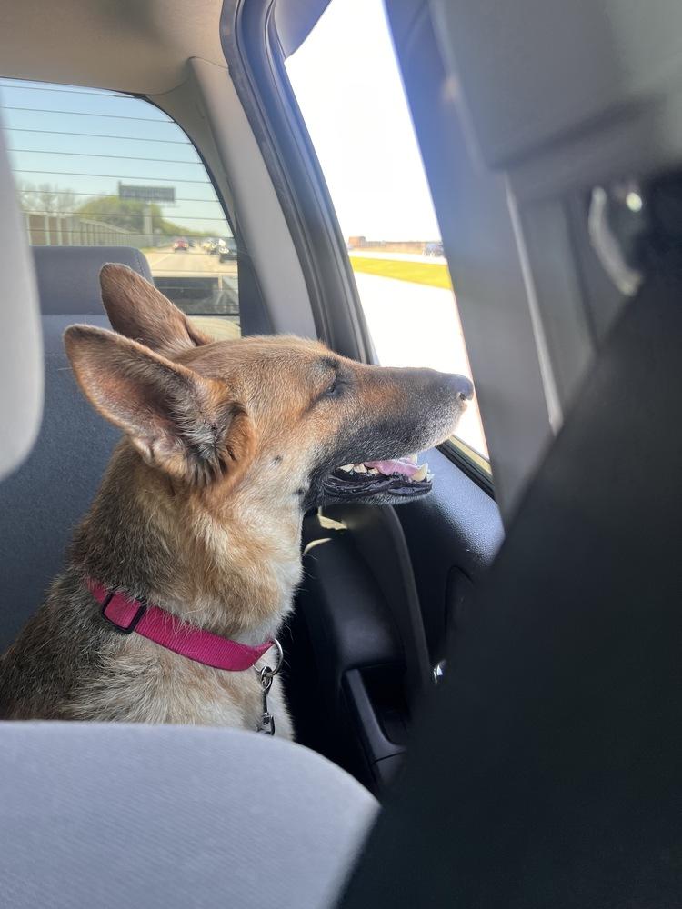 Enlarge Harley, a Adoptable German Shepherd Dog in Houston, TX image 3/6