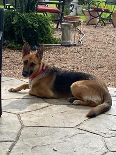 Enlarge Harley, a Adoptable German Shepherd Dog in Houston, TX image 4/6