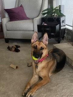 Enlarge Harley, a Adoptable German Shepherd Dog in Houston, TX image 5/6