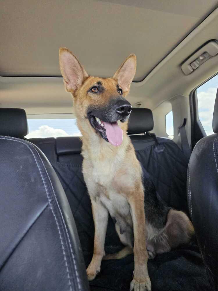 Enlarge Harley, a Adoptable German Shepherd Dog in Houston, TX image 6/6