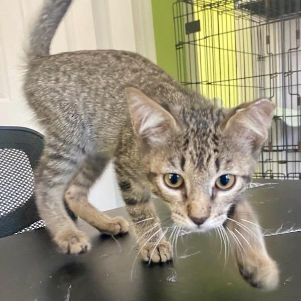 Enlarge Louie, a Adoptable Domestic Short Hair in Waco, TX image 1/1