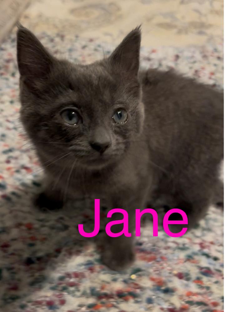 Jane, Adoptable, Kitten Female Russian Blue.