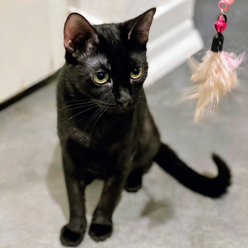 Enlarge How You Bean, a Adoptable Domestic Short Hair in Boerne, TX image 1/3