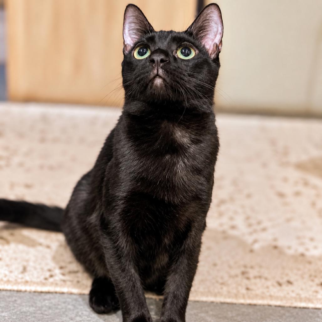 Enlarge How You Bean, a Adoptable Domestic Short Hair in Boerne, TX image 2/3