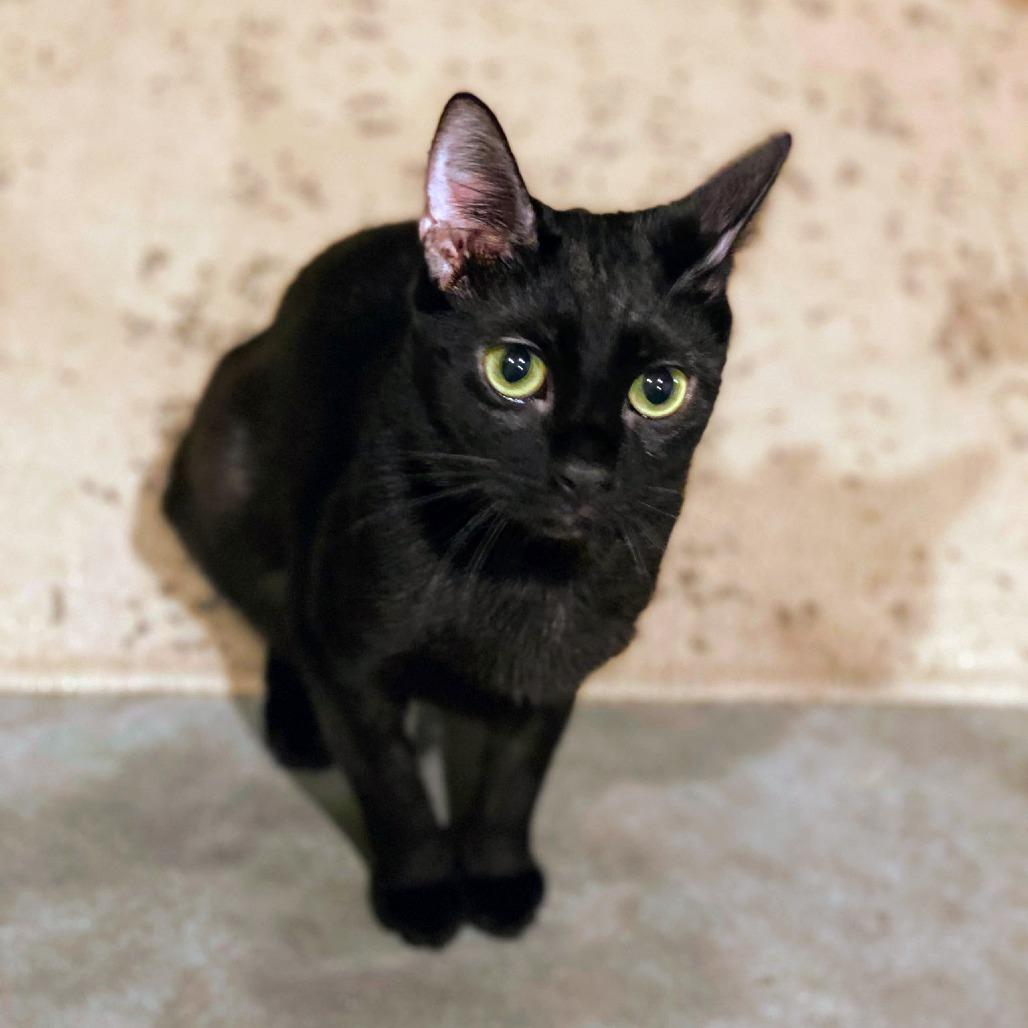 How You Bean, Adoptable, Young Female Domestic Short Hair.