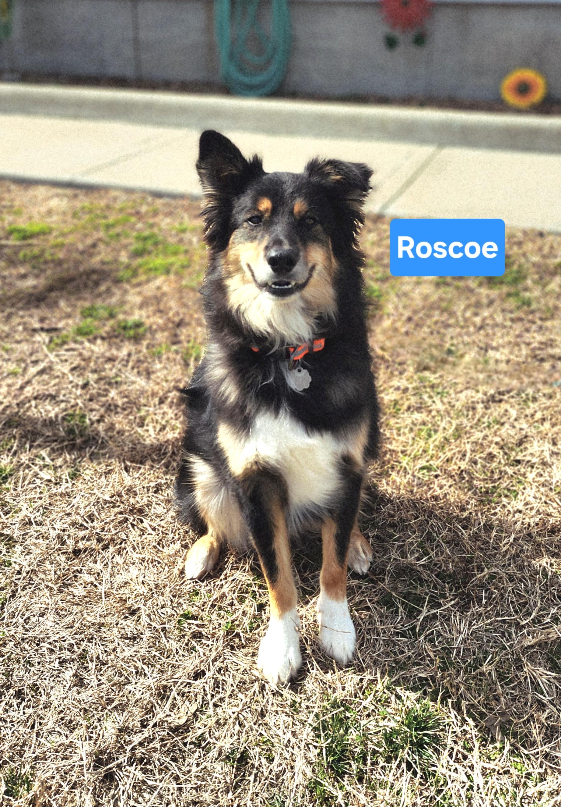 Roscoe, adopted, Young Male Australian Cattle Dog / Blue Heeler.