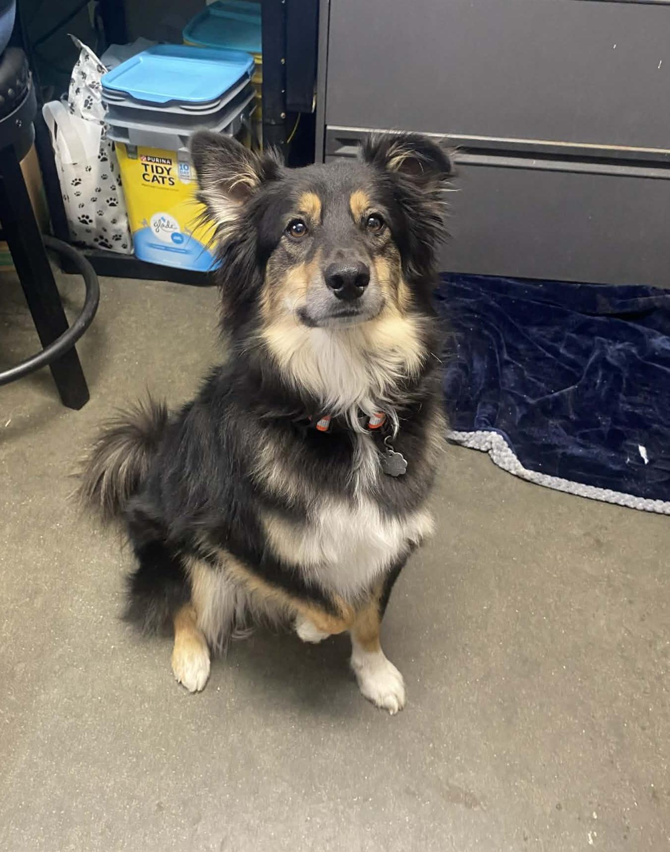 Enlarge Roscoe, an adopted mixed breed in Clinton, MO image 2/2