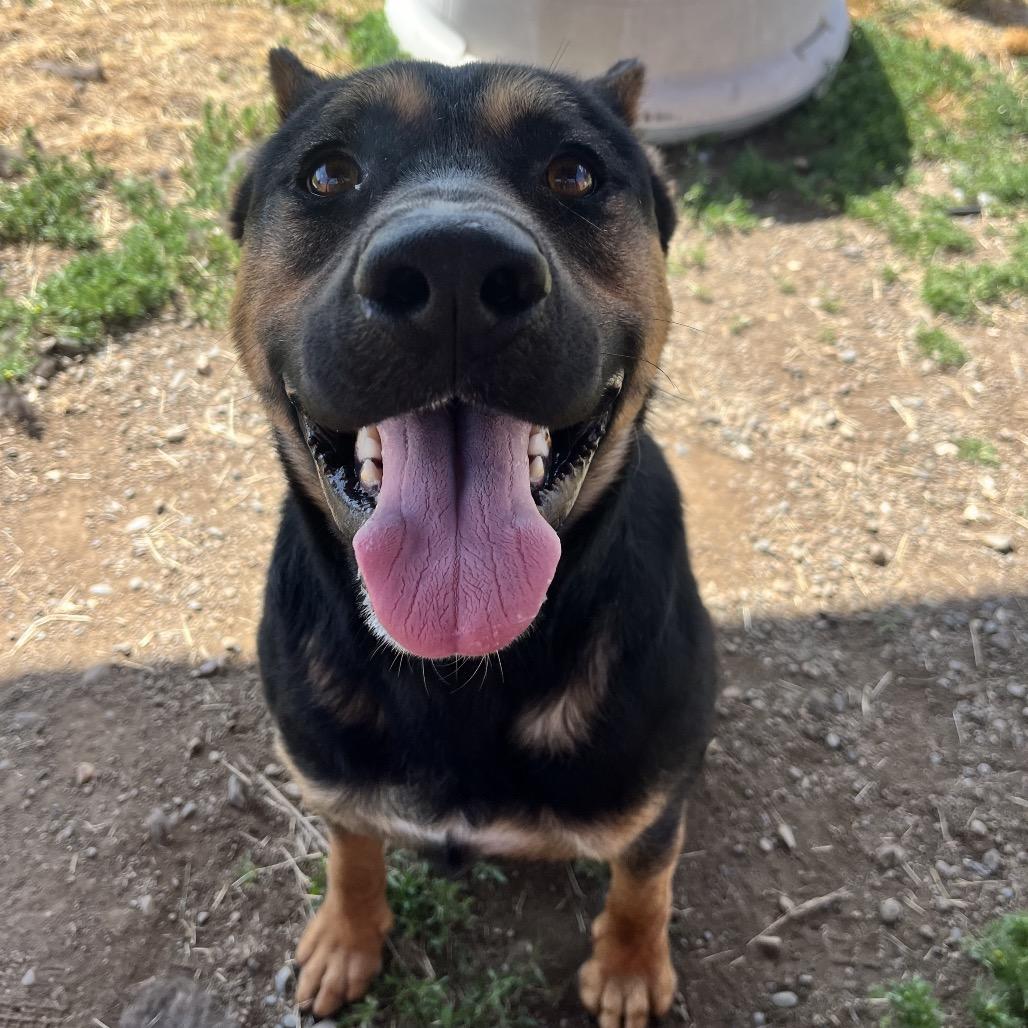 Hamilton, Adoptable, Adult Male Mixed Breed.