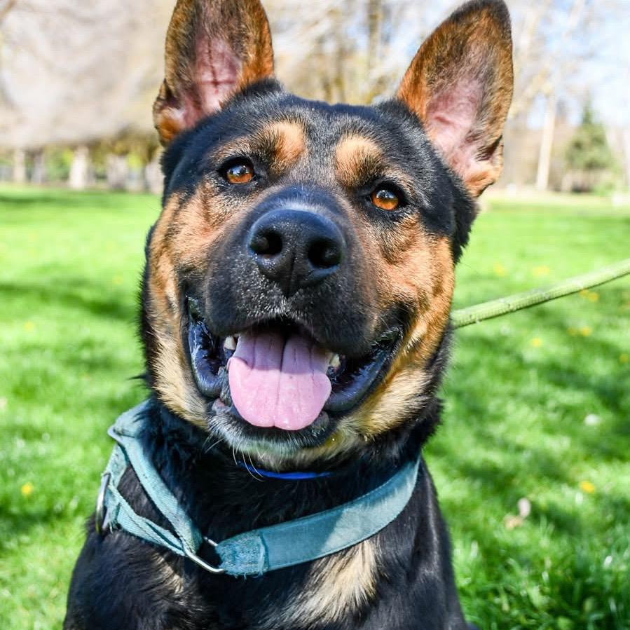 Enlarge Hamilton, a Adoptable Mixed Breed in Spokane, WA image 2/6