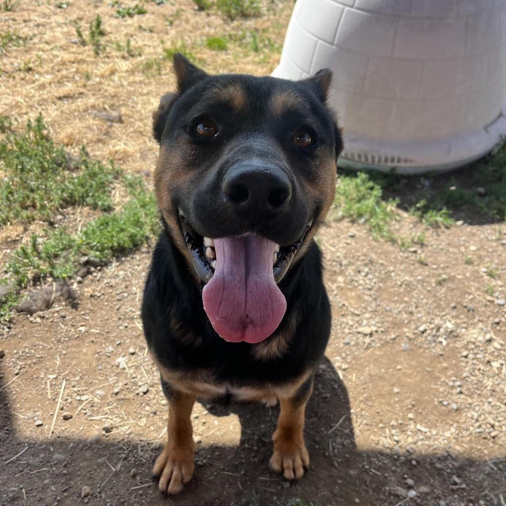 Enlarge Hamilton, a Adoptable Mixed Breed in Spokane, WA image 3/6