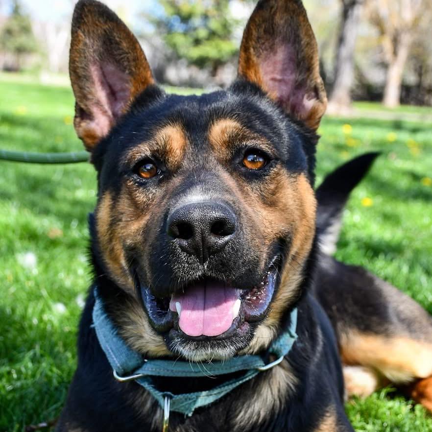 Enlarge Hamilton, a Adoptable Mixed Breed in Spokane, WA image 4/6