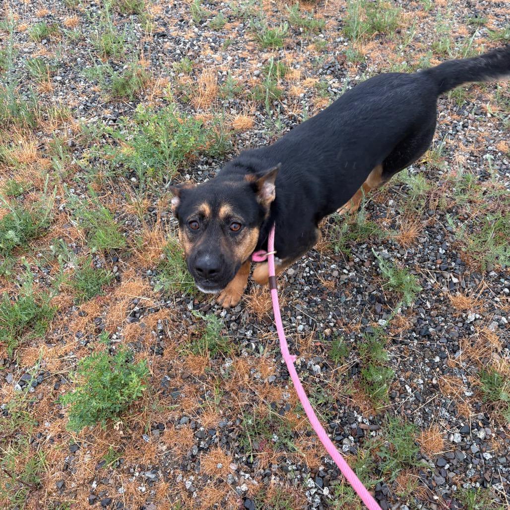 Enlarge Hamilton, a Adoptable Mixed Breed in Spokane, WA image 5/6