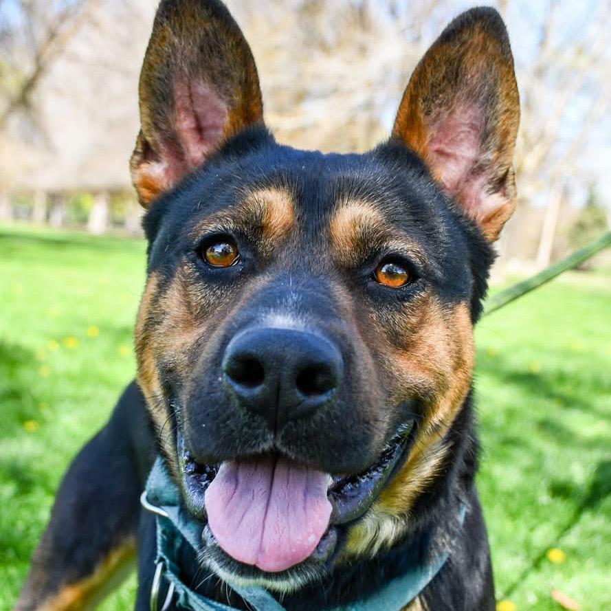 Enlarge Hamilton, a Adoptable Mixed Breed in Spokane, WA image 6/6