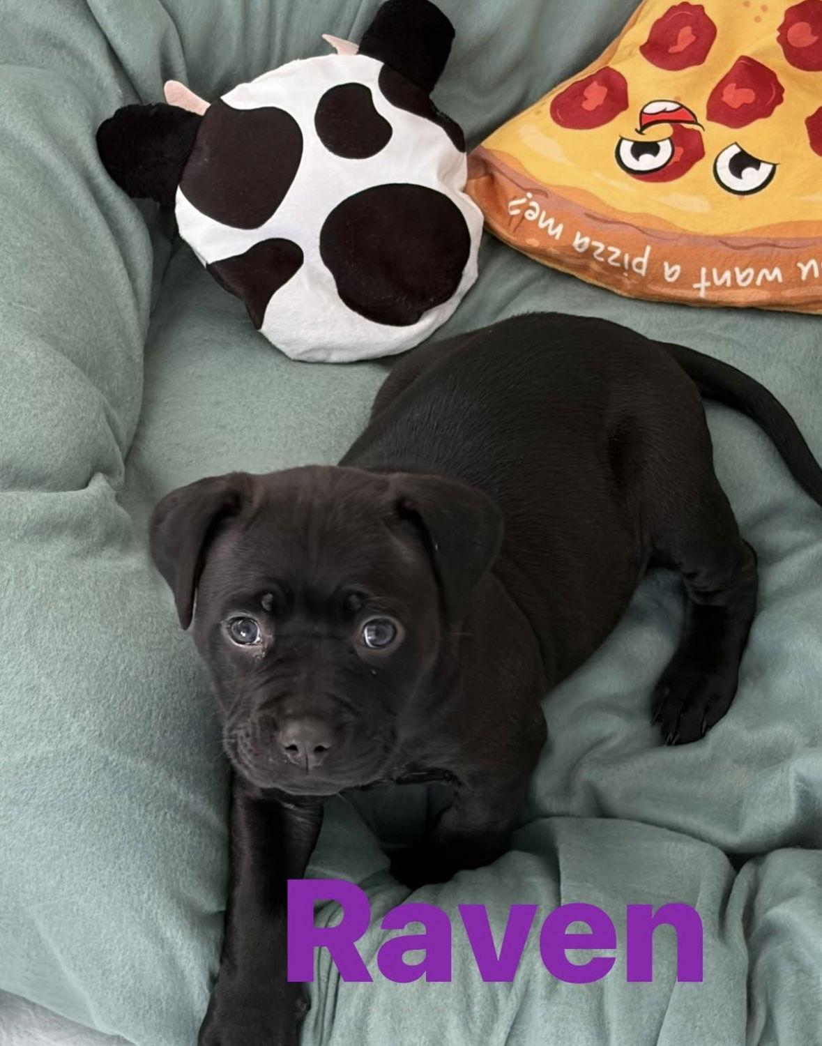 Raven, Adoptable, Puppy Female Pit Bull Terrier & Cane Corso.
