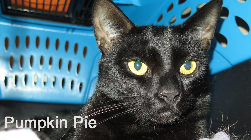 Enlarge Pumpkin Pie, an adoptable Domestic Short Hair in Eugene, OR image 4/4