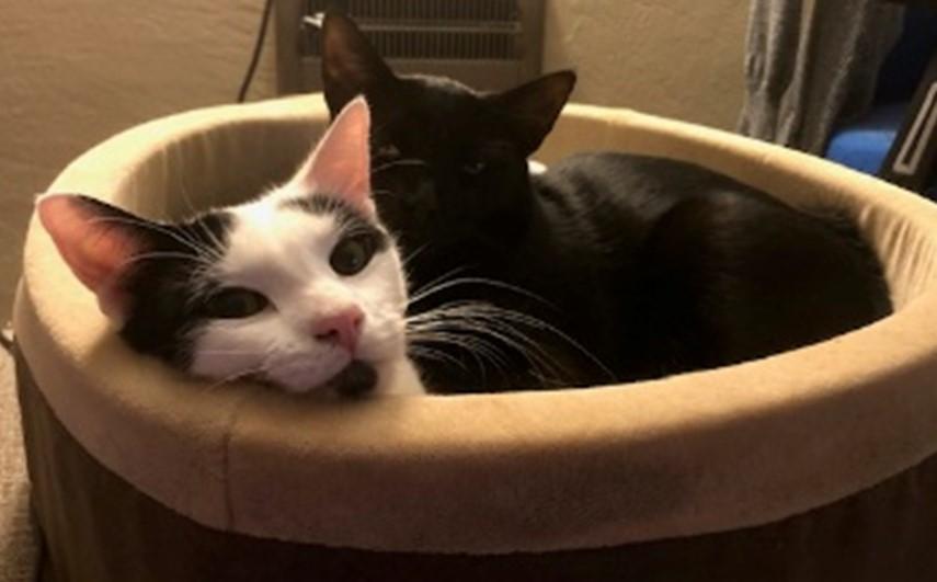 Enlarge Pumpkin Pie, an adoptable Domestic Short Hair in Eugene, OR image 2/4