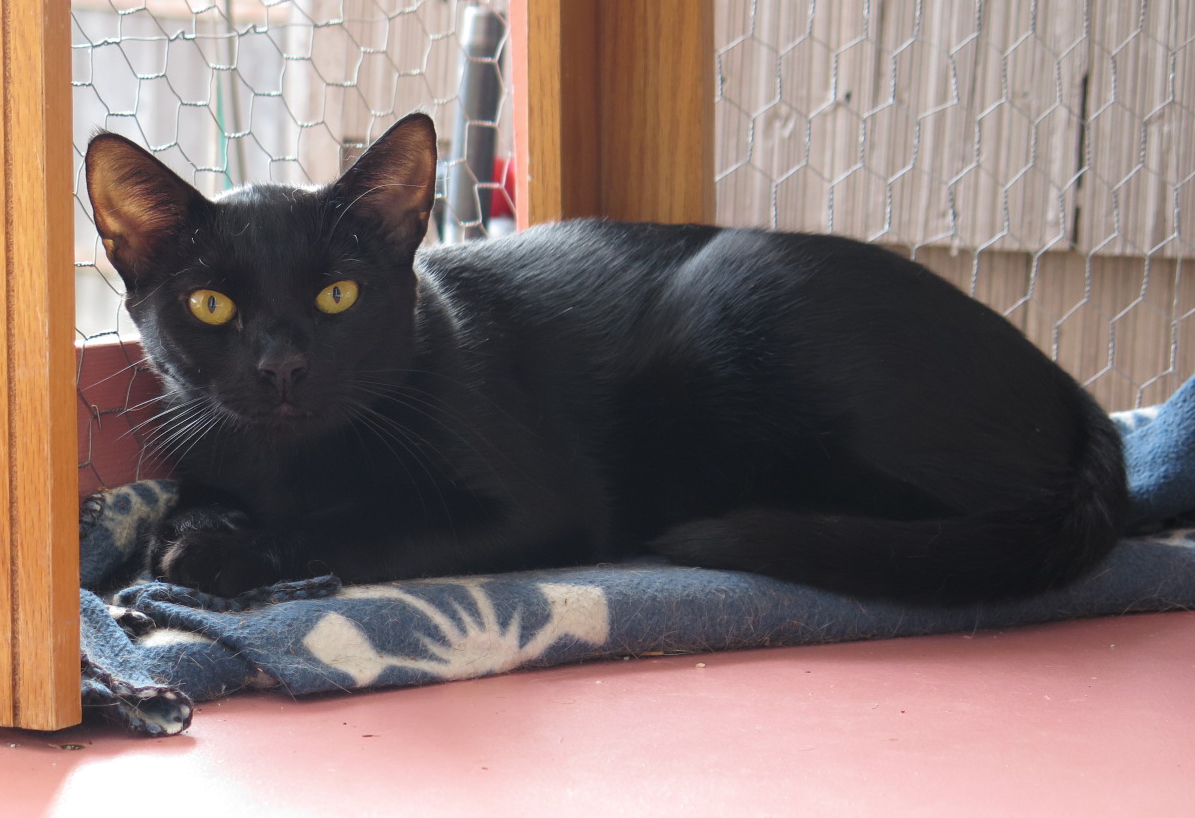Pumpkin Pie, adoptable, Young Male Domestic Short Hair.