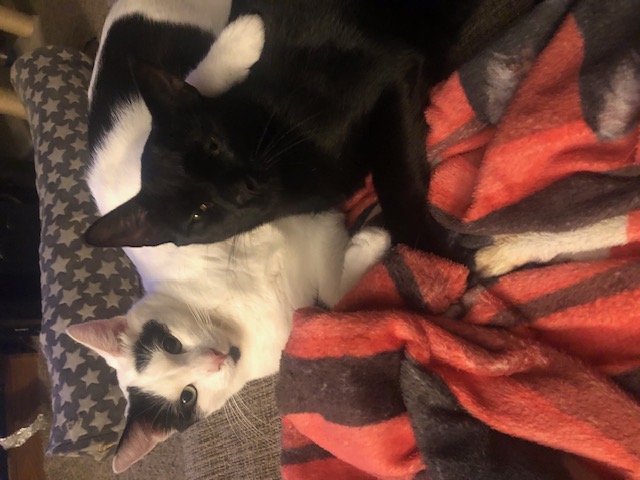 Enlarge Pumpkin Pie, an adoptable Domestic Short Hair in Eugene, OR image 3/4