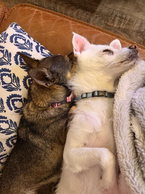 Dynamic duo looking for their home - Coco and Stewie — thumbnail 2