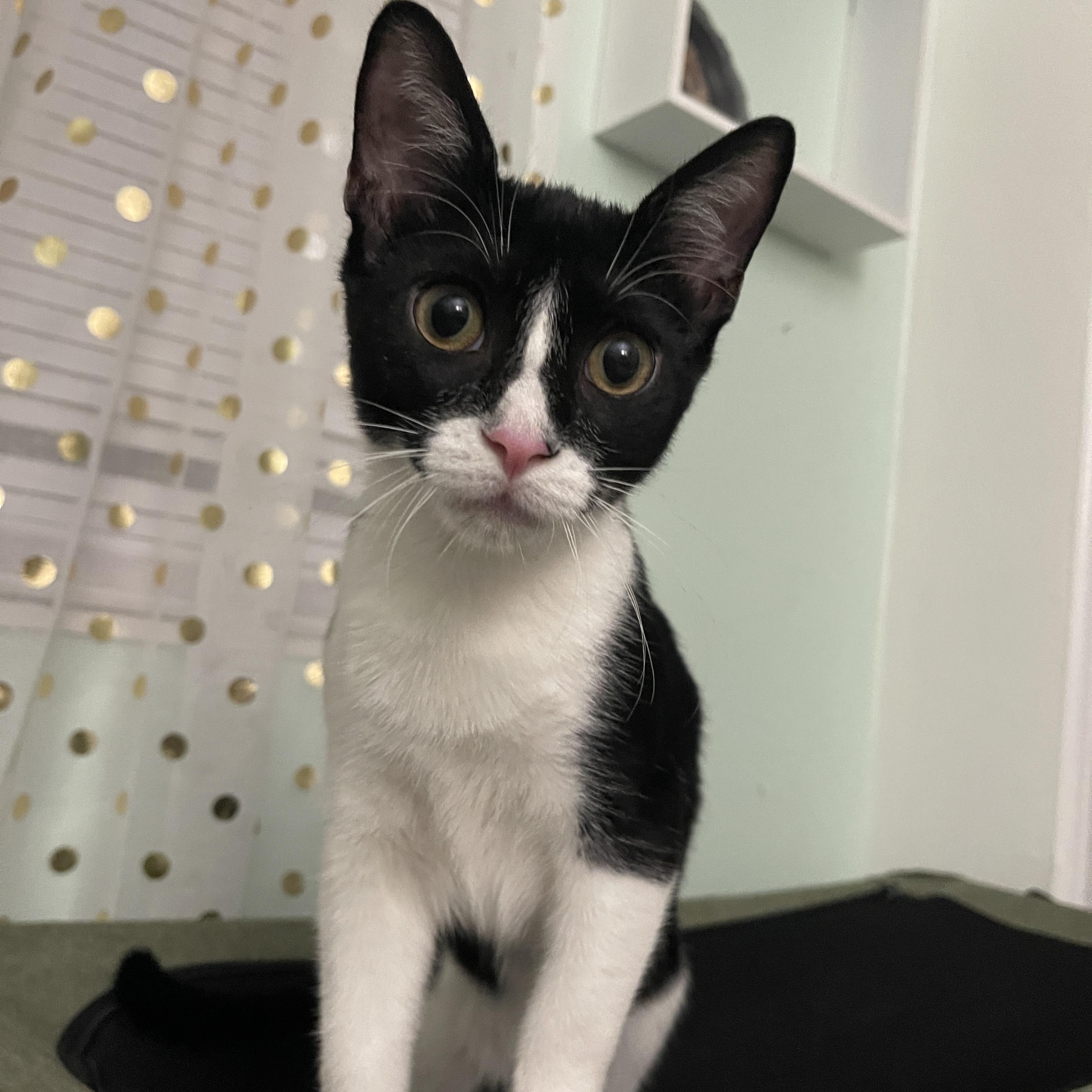 Mini Wheat, Adoptable, Young Male Domestic Short Hair.