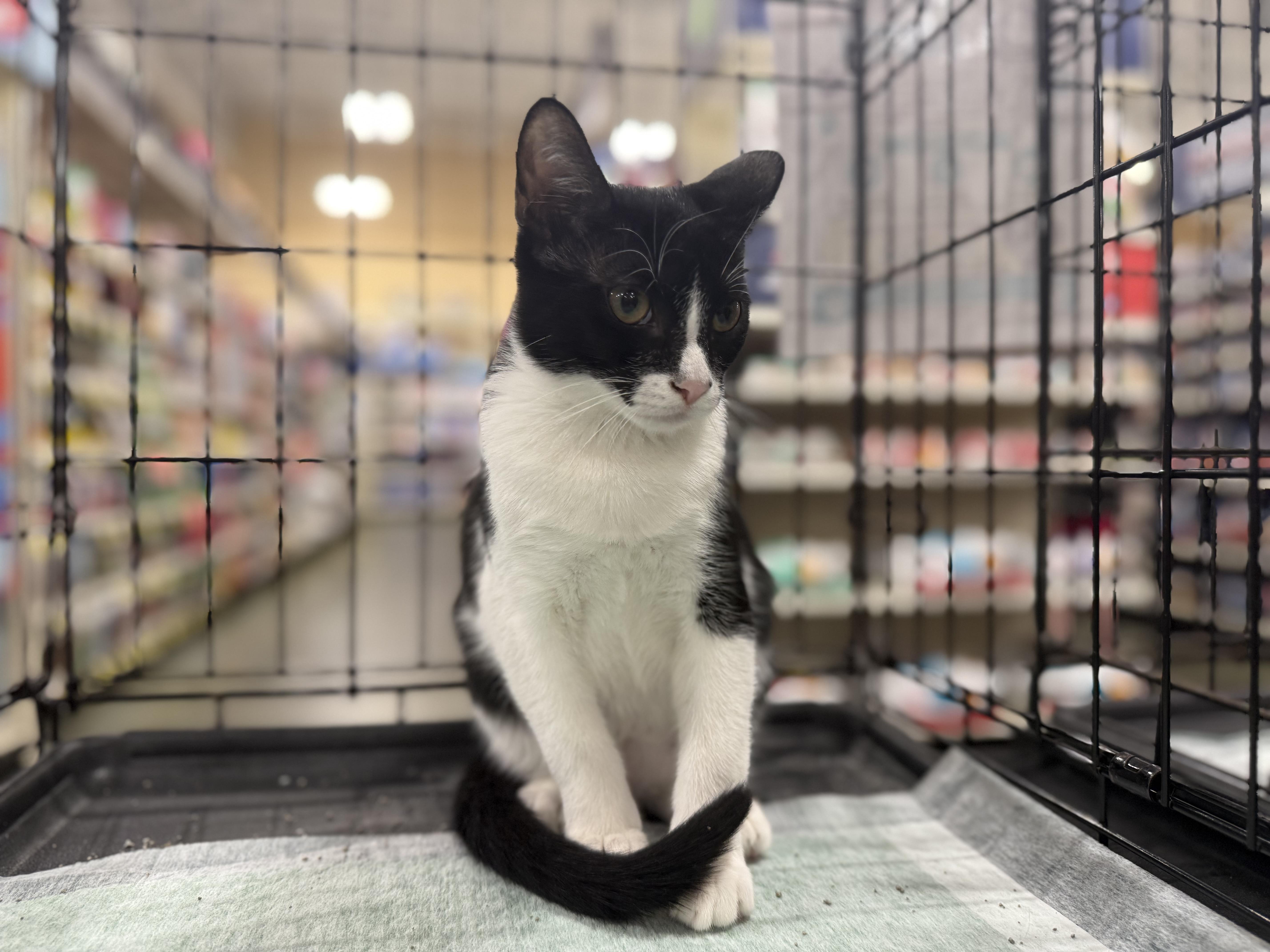 Enlarge Mini Wheat, a Adoptable Domestic Short Hair in Intercession city , FL image 5/6