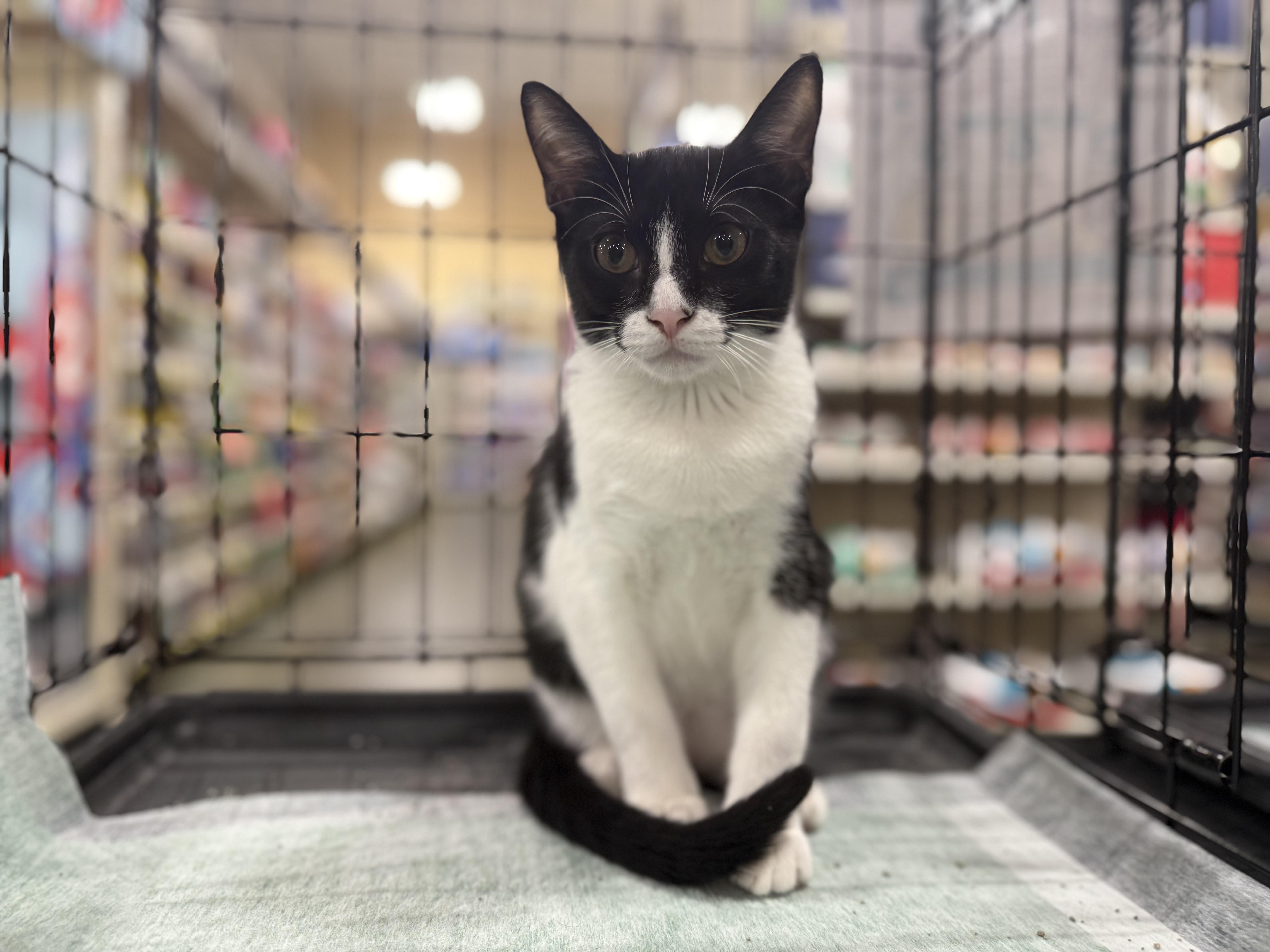 Enlarge Mini Wheat, a Adoptable Domestic Short Hair in Intercession city , FL image 6/6