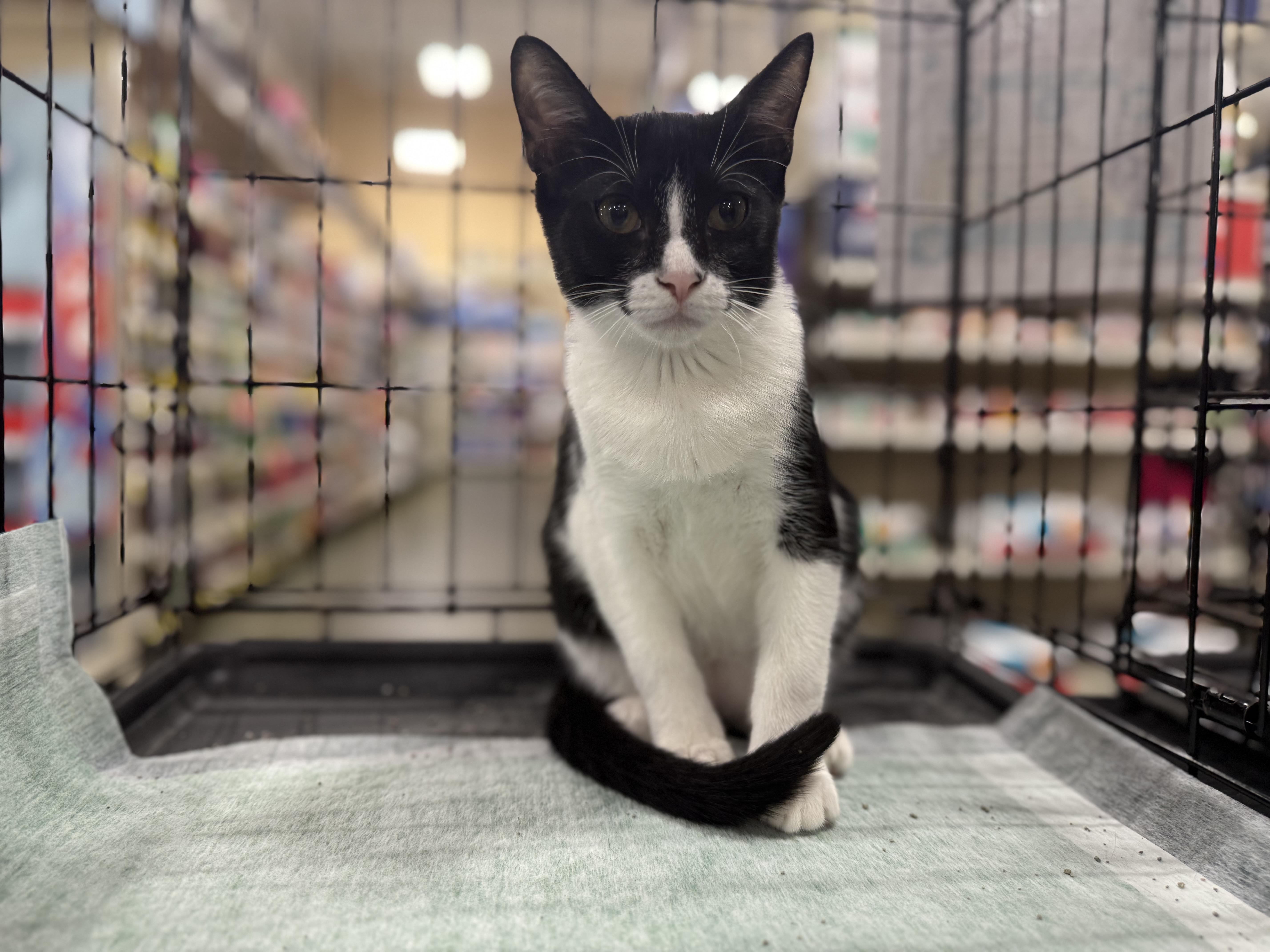 Enlarge Mini Wheat, a Adoptable Domestic Short Hair in Intercession city , FL image 4/6