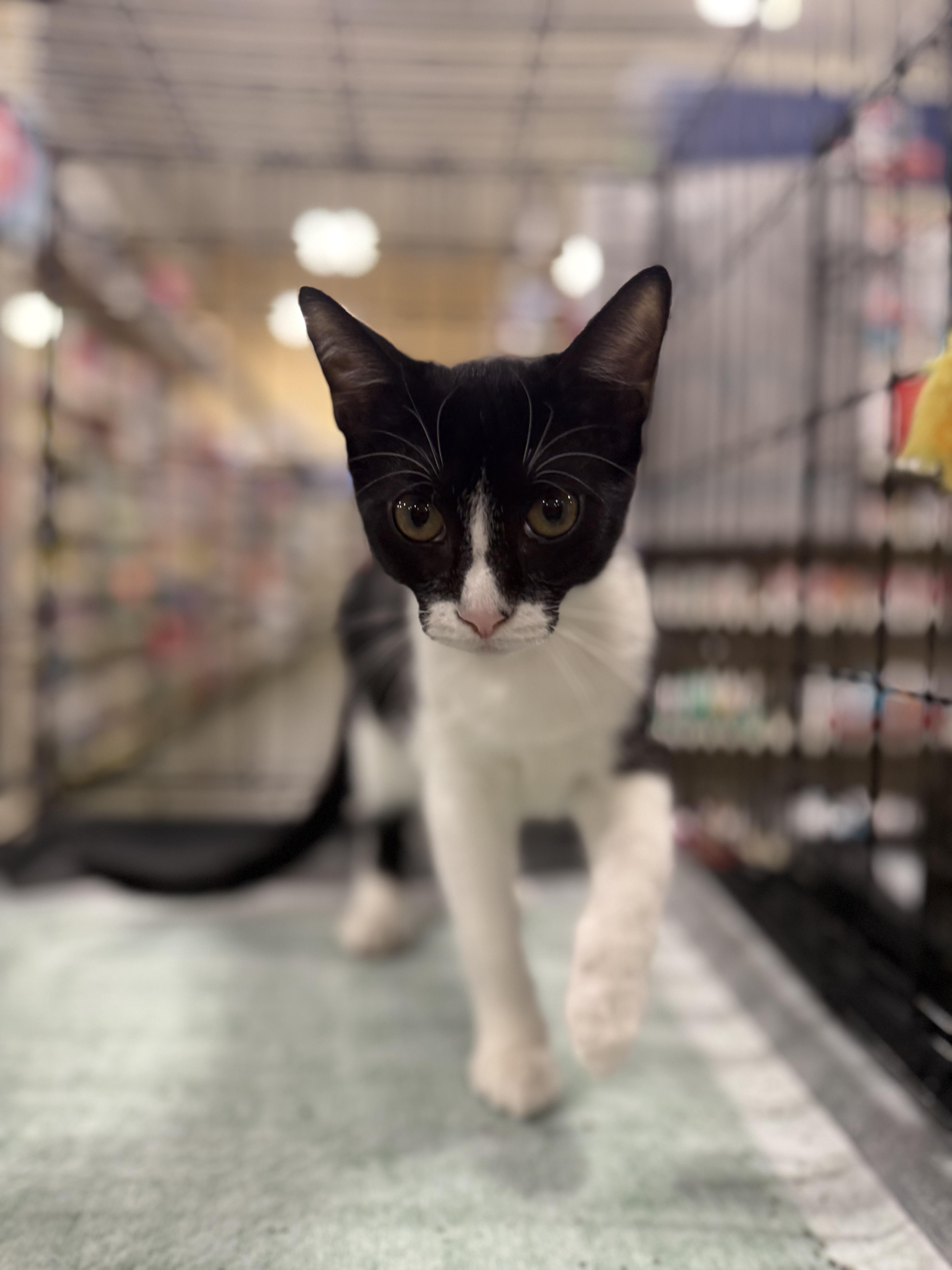 Enlarge Mini Wheat, a Adoptable Domestic Short Hair in Intercession city , FL image 3/6